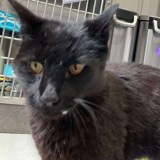 Bagheera