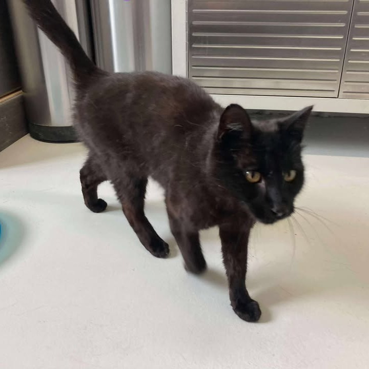 Bagheera