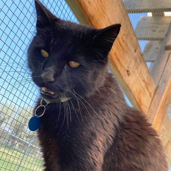 Bagheera
