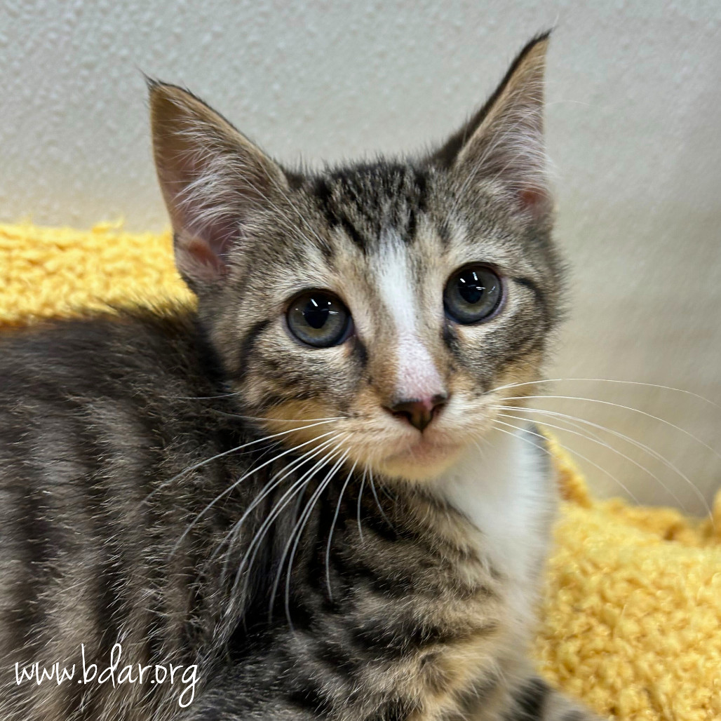 Mr. Green, an adoptable Domestic Short Hair in Cheyenne, WY, 82009 | Photo Image 1