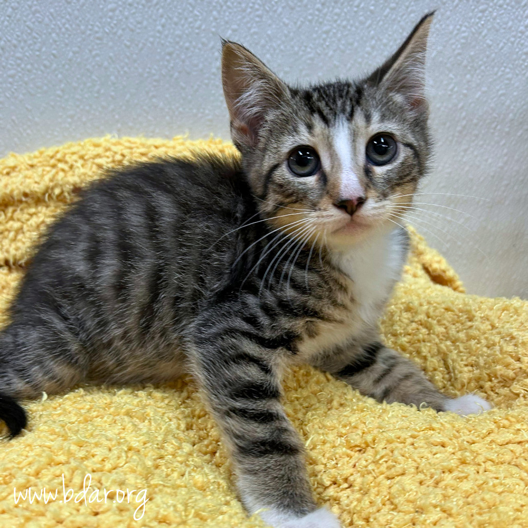 Mr. Green, an adoptable Domestic Short Hair in Cheyenne, WY, 82009 | Photo Image 2