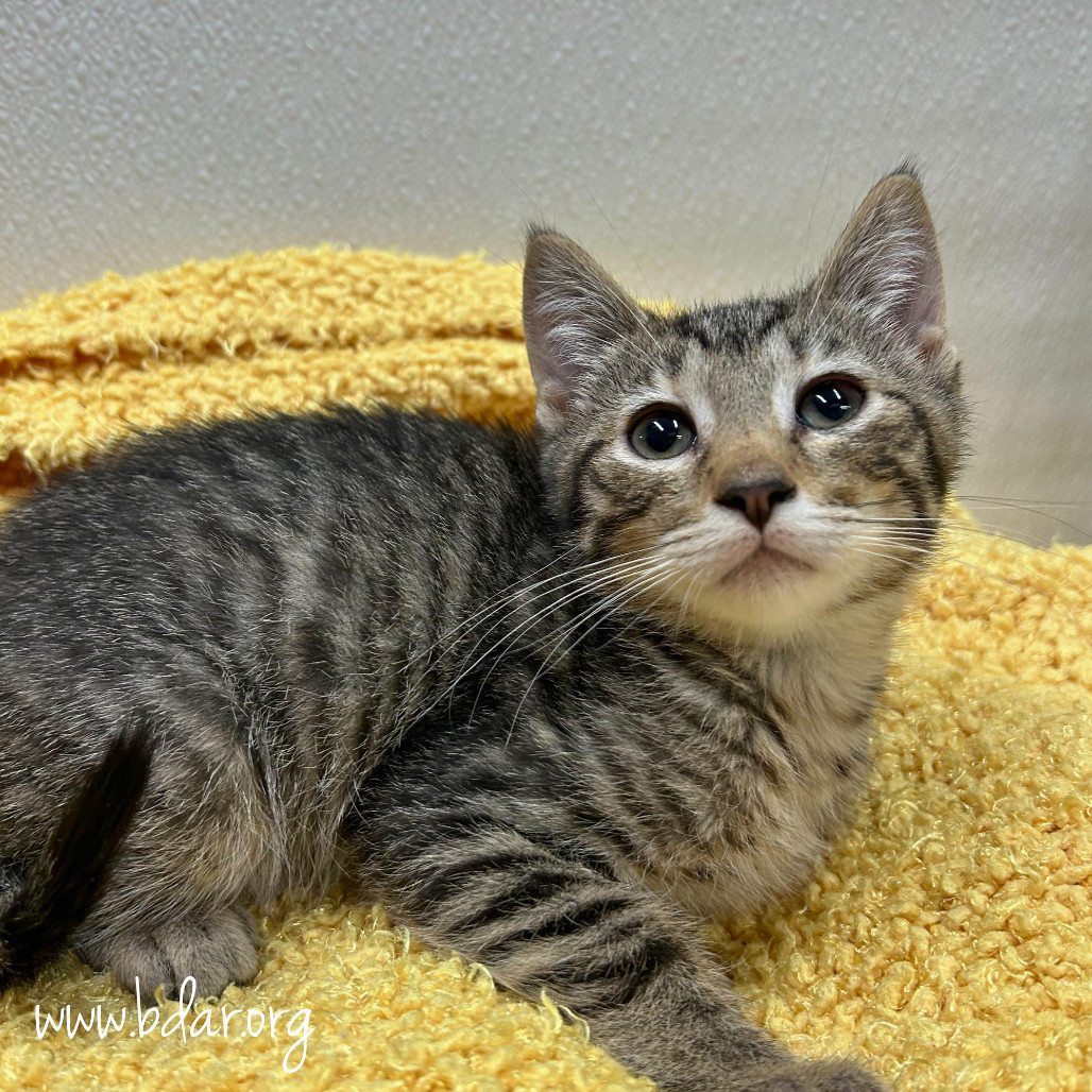 Professor Plum, an adoptable Domestic Short Hair in Cheyenne, WY, 82009 | Photo Image 1