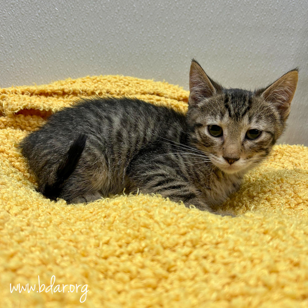 Professor Plum, an adoptable Domestic Short Hair in Cheyenne, WY, 82009 | Photo Image 2