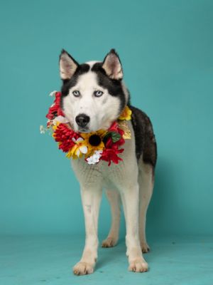 Esteban, Adult Male Siberian Husky
