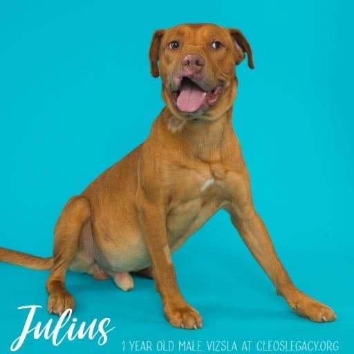 Julius, an adoptable Vizsla in Melbourne, KY, 41059 | Photo Image 1