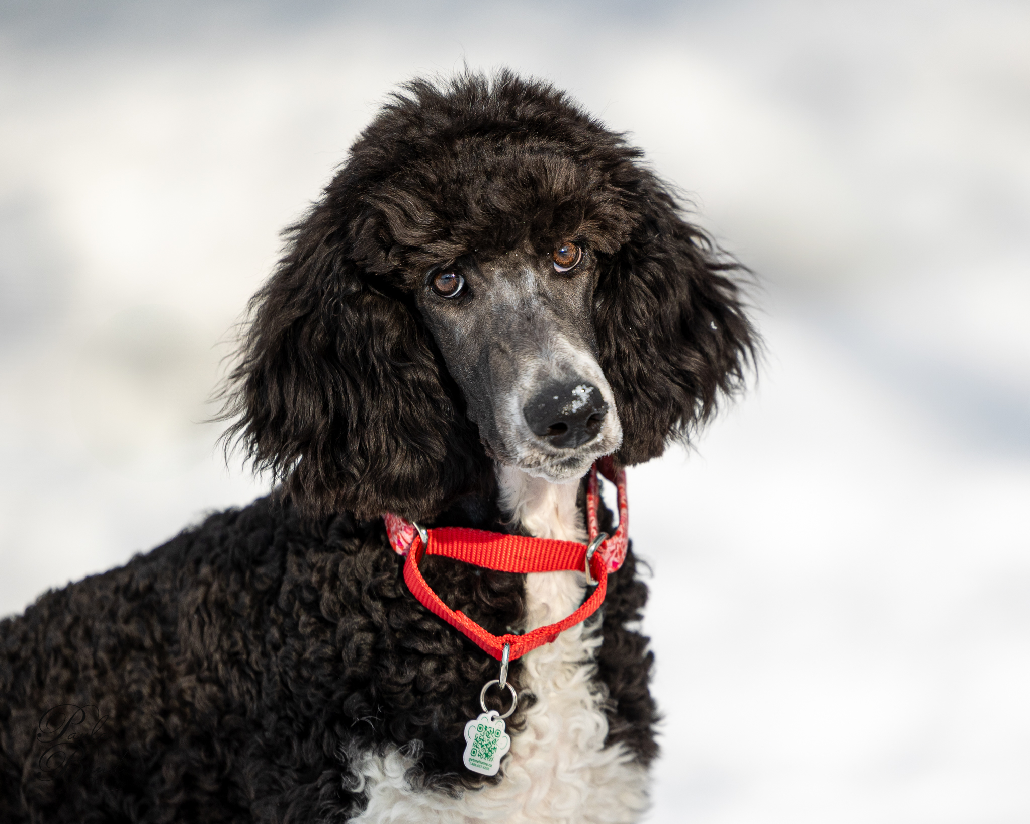 Fibi, an adoptable Standard Poodle in North Bay , ON, P1B 1B2 | Photo Image 1