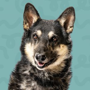 Akela, Adult Male Shepherd