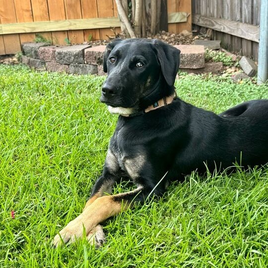 Mamba