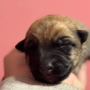 Ranger, Baby Male German Shepherd Dog