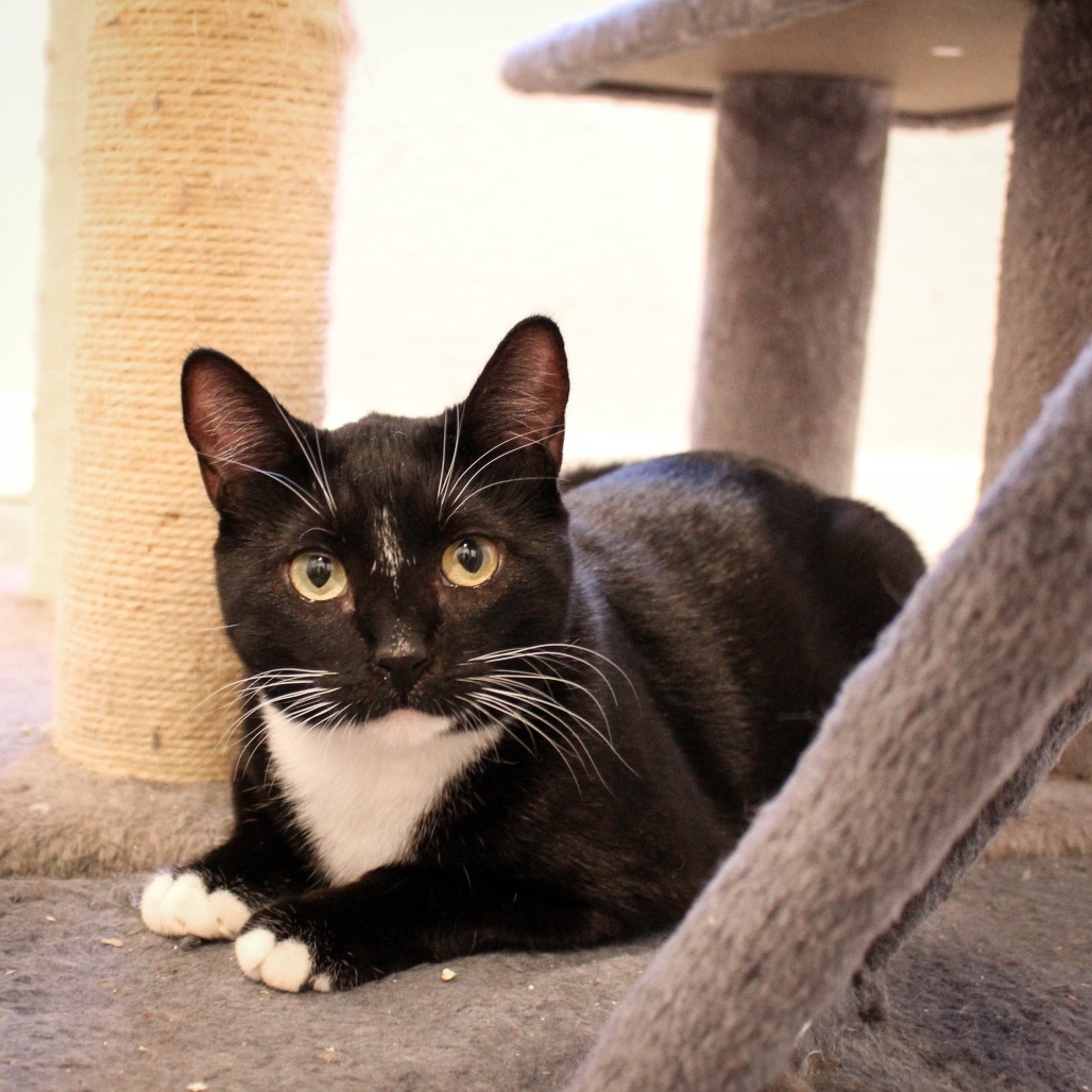 Michonne, an adoptable Domestic Short Hair in Talent, OR, 97540 | Photo Image 1