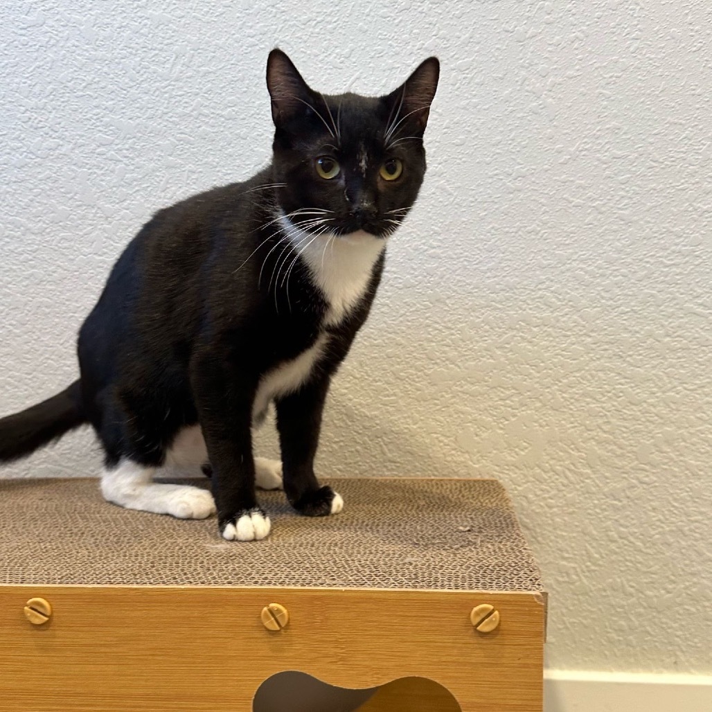 Michonne, an adoptable Domestic Short Hair in Talent, OR, 97540 | Photo Image 3