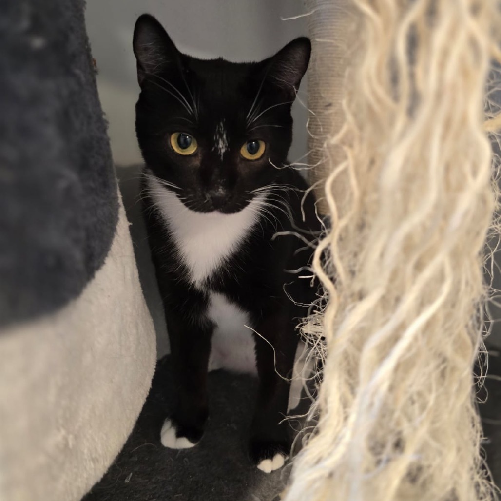 Michonne, an adoptable Domestic Short Hair in Talent, OR, 97540 | Photo Image 4