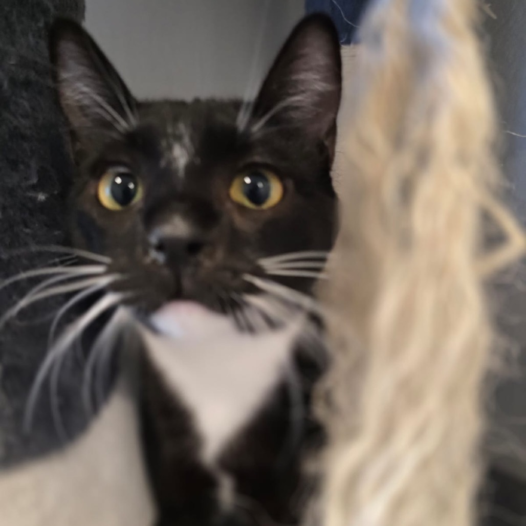 Michonne, an adoptable Domestic Short Hair in Talent, OR, 97540 | Photo Image 5