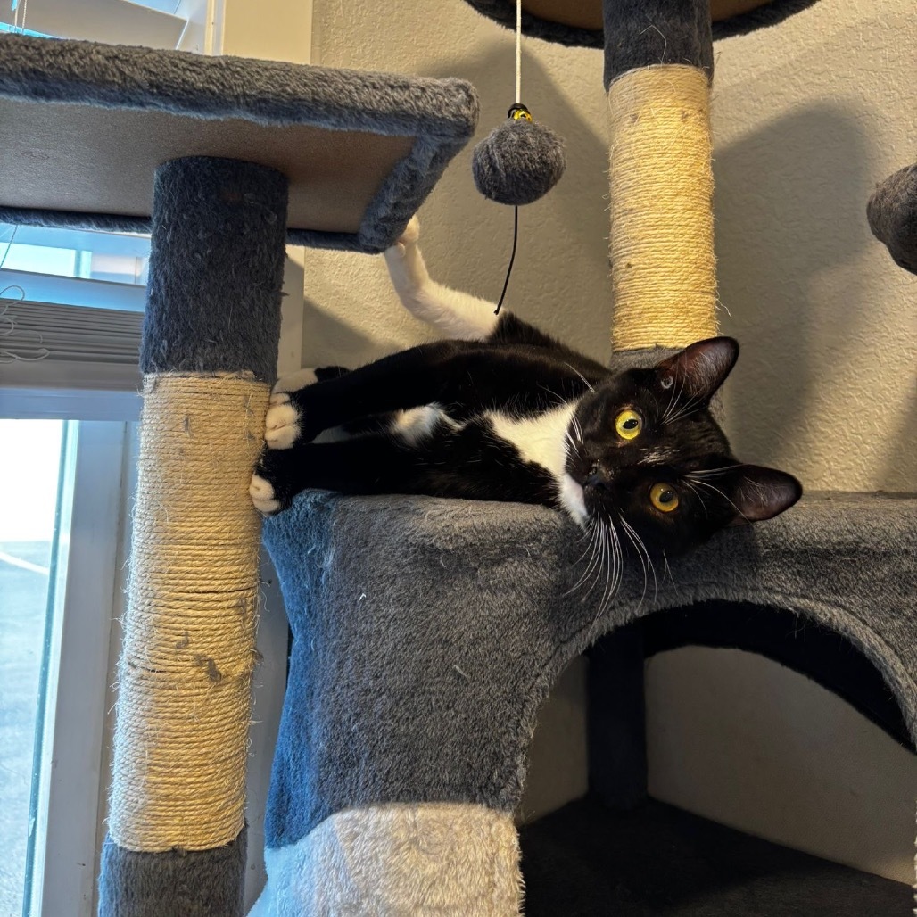 Michonne, an adoptable Domestic Short Hair in Talent, OR, 97540 | Photo Image 6