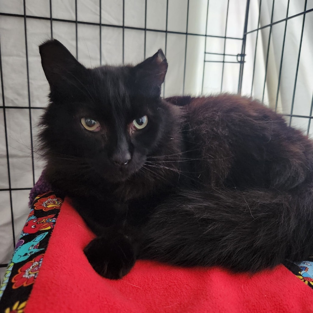 Charlie, an adoptable Domestic Long Hair in Talent, OR, 97540 | Photo Image 1