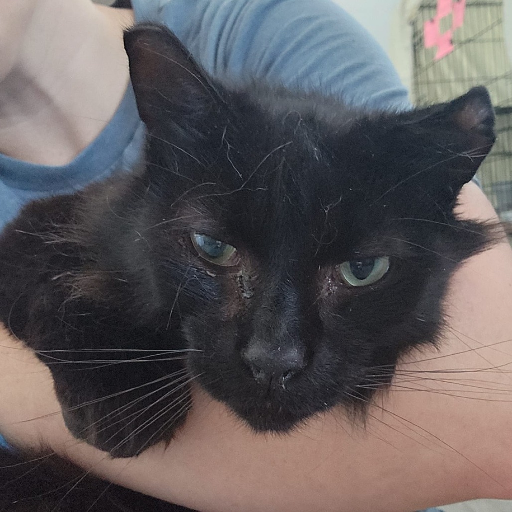 Charlie, an adoptable Domestic Long Hair in Talent, OR, 97540 | Photo Image 2
