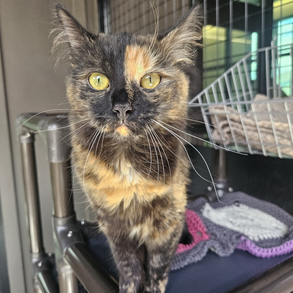 Tostada, an adoptable Domestic Short Hair in Hailey, ID, 83333 | Photo Image 1