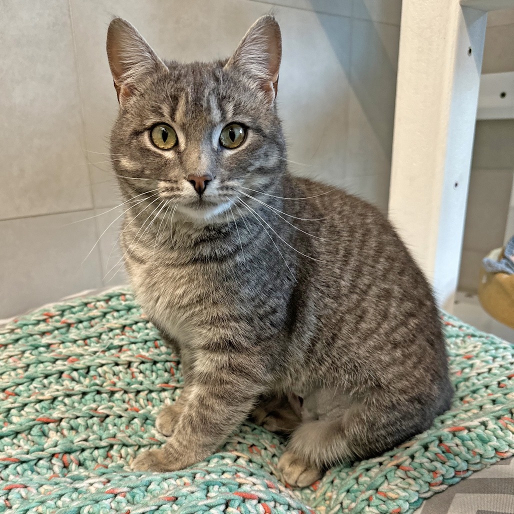 Siren, an adoptable Domestic Short Hair in Hailey, ID, 83333 | Photo Image 1