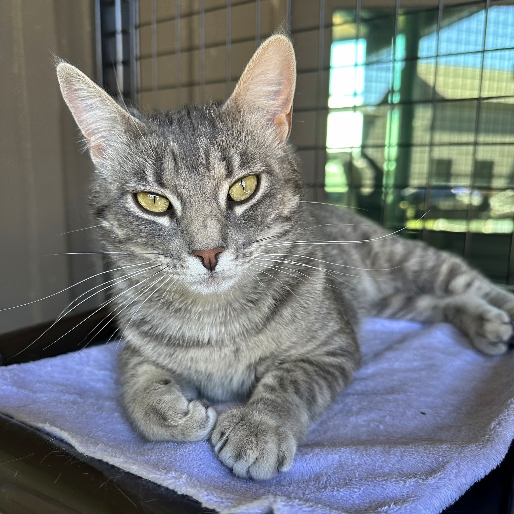 Siren, an adoptable Domestic Short Hair in Hailey, ID, 83333 | Photo Image 1