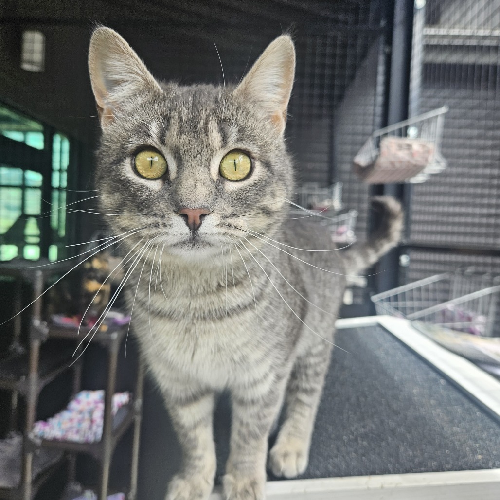 Siren, an adoptable Domestic Short Hair in Hailey, ID, 83333 | Photo Image 2