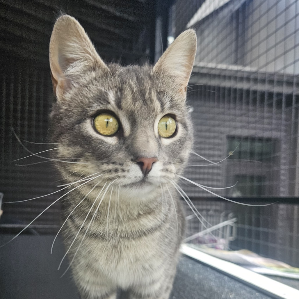 Siren, an adoptable Domestic Short Hair in Hailey, ID, 83333 | Photo Image 3