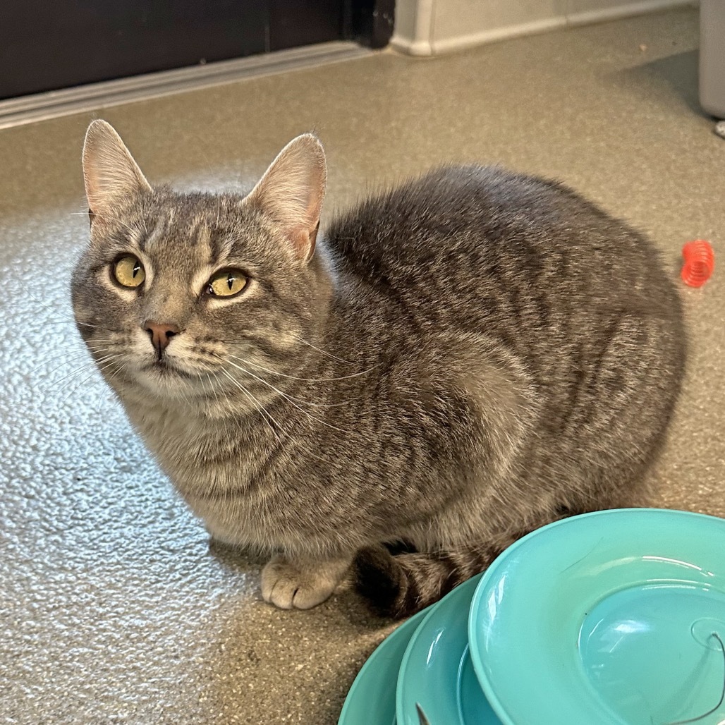 Siren, an adoptable Domestic Short Hair in Hailey, ID, 83333 | Photo Image 4