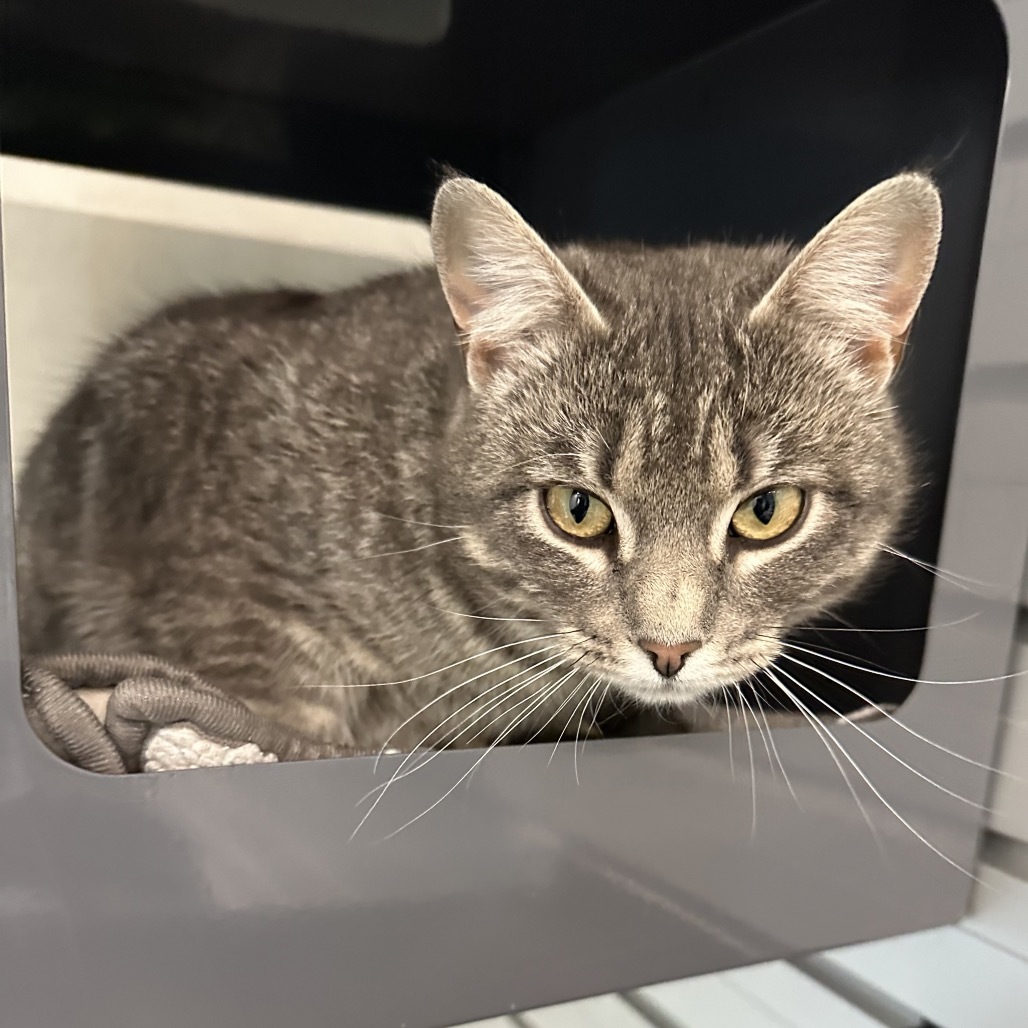 Siren, an adoptable Domestic Short Hair in Hailey, ID, 83333 | Photo Image 5