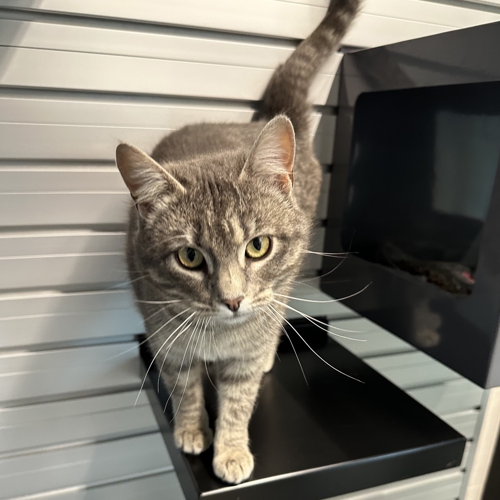 Siren, an adoptable Domestic Short Hair in Hailey, ID, 83333 | Photo Image 6