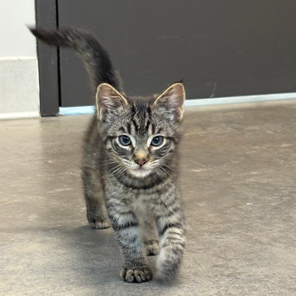 Spark, an adoptable Domestic Medium Hair in Hailey, ID, 83333 | Photo Image 1