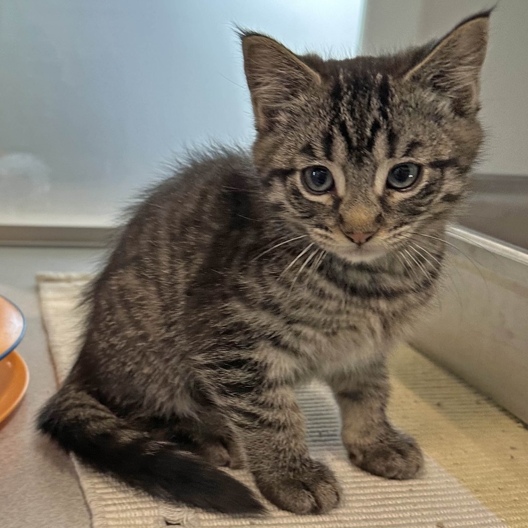 Spark, an adoptable Domestic Medium Hair in Hailey, ID, 83333 | Photo Image 2