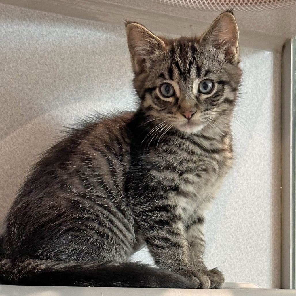 Spark, an adoptable Domestic Medium Hair in Hailey, ID, 83333 | Photo Image 3