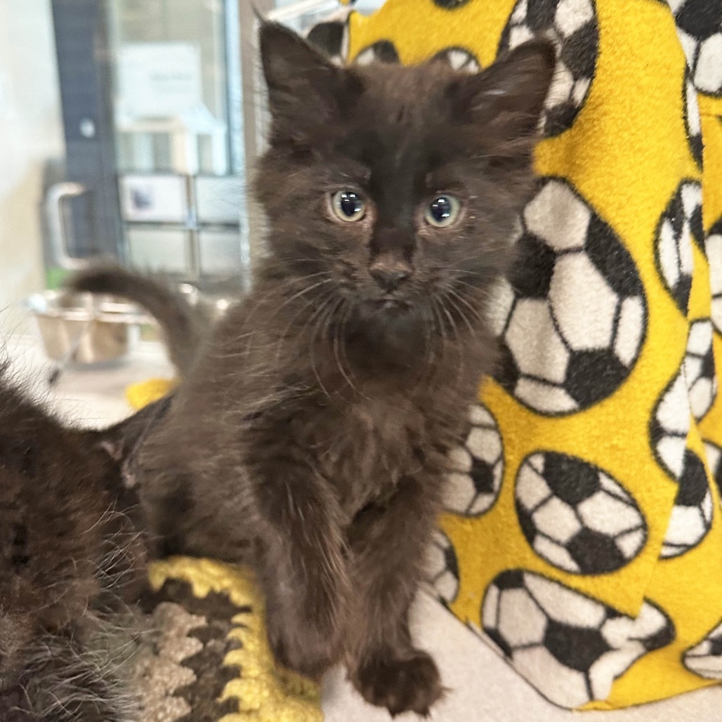 Onyx, an adoptable Domestic Medium Hair in Hailey, ID, 83333 | Photo Image 1