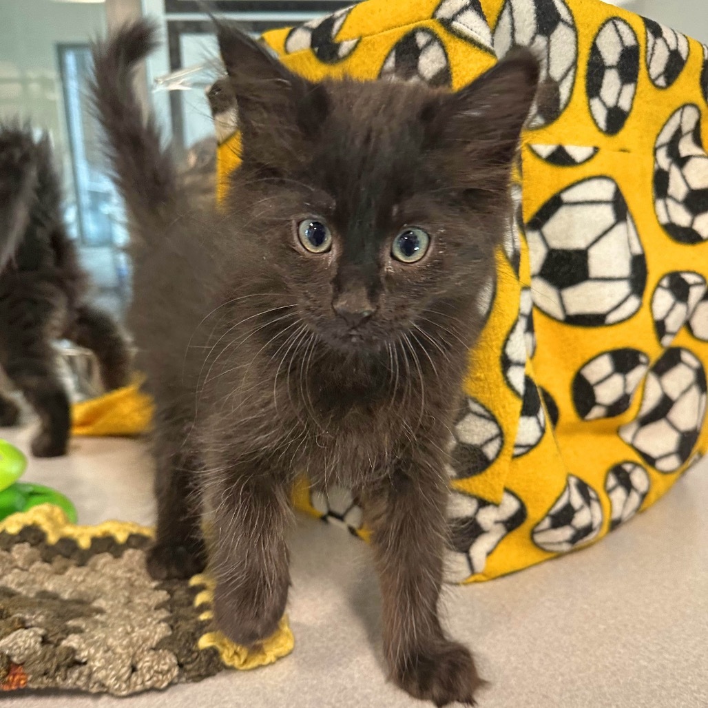 Onyx, an adoptable Domestic Medium Hair in Hailey, ID, 83333 | Photo Image 2