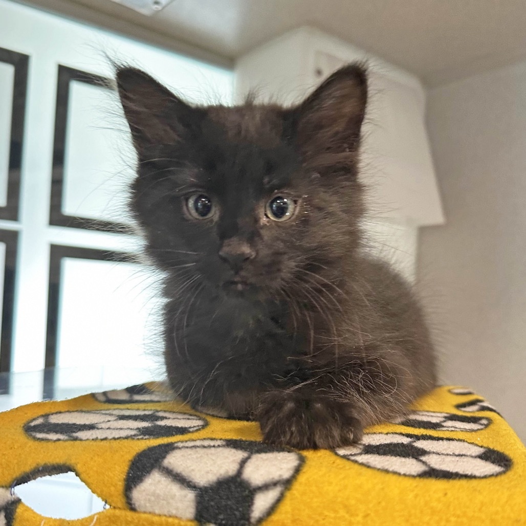 Onyx, an adoptable Domestic Medium Hair in Hailey, ID, 83333 | Photo Image 3