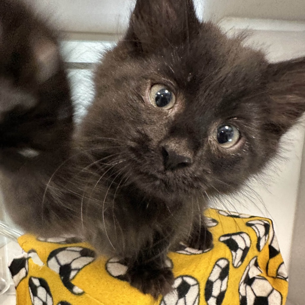 Onyx, an adoptable Domestic Medium Hair in Hailey, ID, 83333 | Photo Image 4