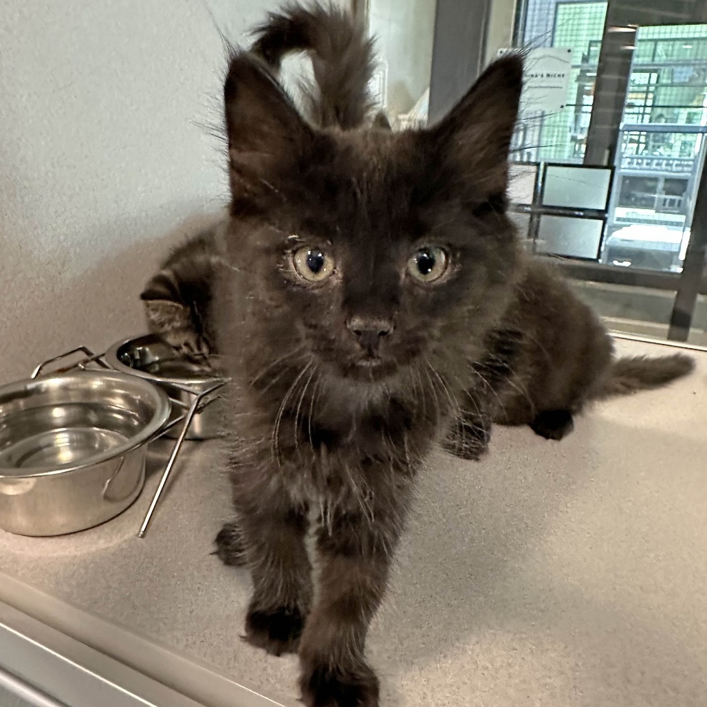Ash, an adoptable Domestic Medium Hair in Hailey, ID, 83333 | Photo Image 1