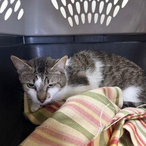 Butch, Adult Male Domestic Short Hair
