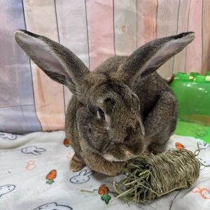 Andre, Adult Male Bunny Rabbit