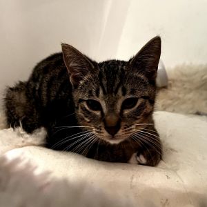 Meet the Tabby Quartet - Four Stripes of Pure Joy These four stunning tabby kittens are as beautifu