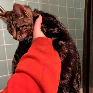 Meet the Tabby Quartet - Four Stripes of Pure Joy These four stunning tabby kittens are as beautifu