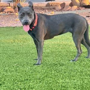 Nia, Young Female Pit Bull Terrier