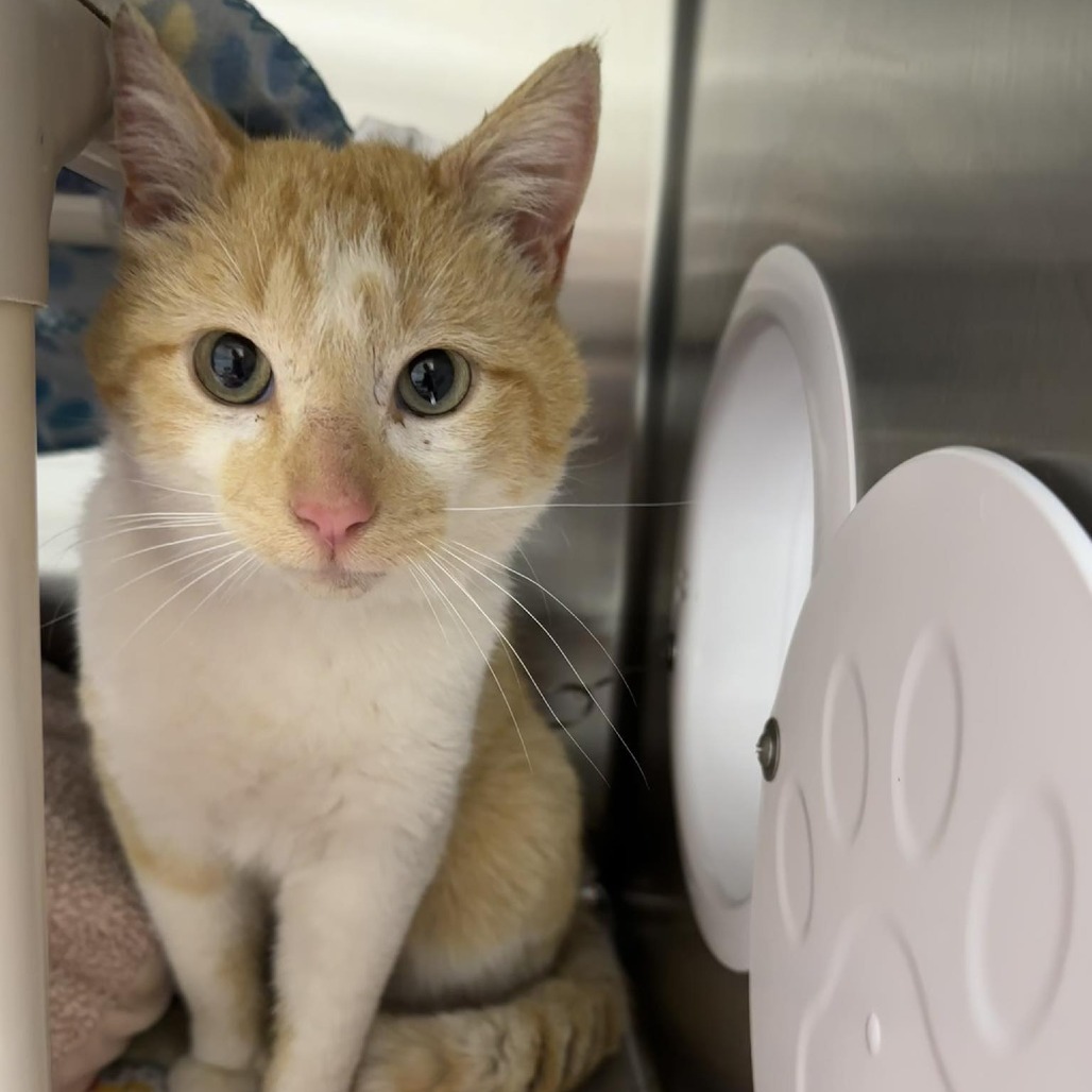 Chex, an adoptable Domestic Short Hair in Detroit Lakes, MN, 56501 | Photo Image 1