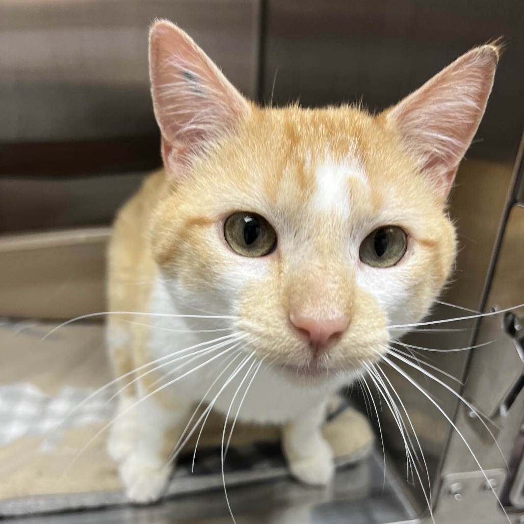 Chex, an adoptable Domestic Short Hair in Detroit Lakes, MN, 56501 | Photo Image 2