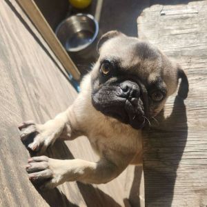 JuJu is a 1 year old pure-bred Pug who is just about the happiest little guy you will ever meet