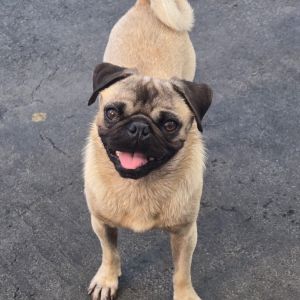 JuJu is a 1 year old pure-bred Pug who is just about the happiest little guy you will ever meet