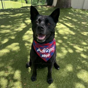Perry, Adult Female Akita