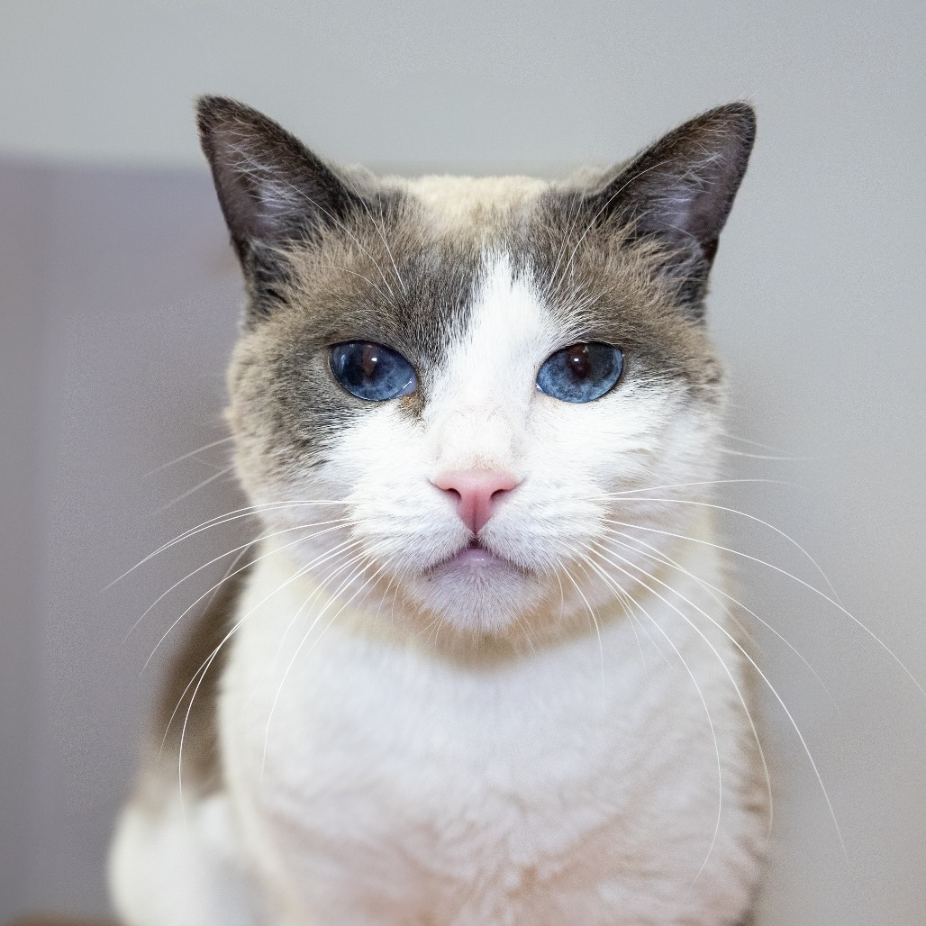 Princess, an adoptable Snowshoe, Siamese in Hawthorne, CA, 90250 | Photo Image 2
