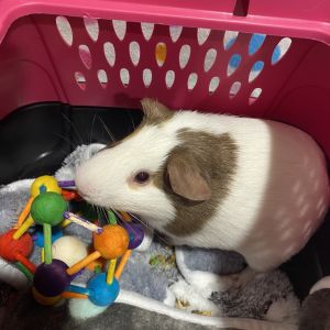 Nesquik, Young Male Guinea Pig
