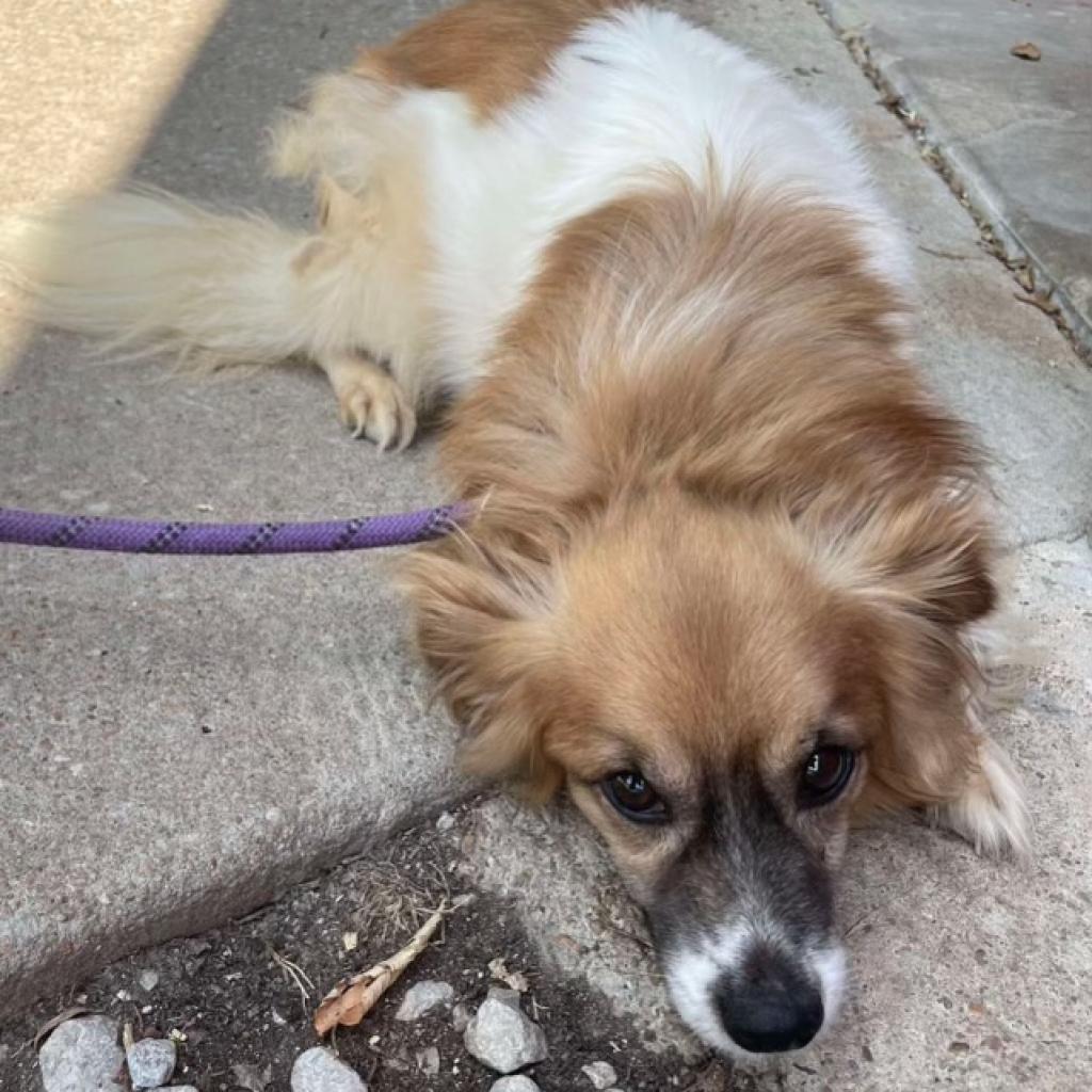 Stevie, an adoptable Papillon in Wadena, MN, 56482 | Photo Image 2