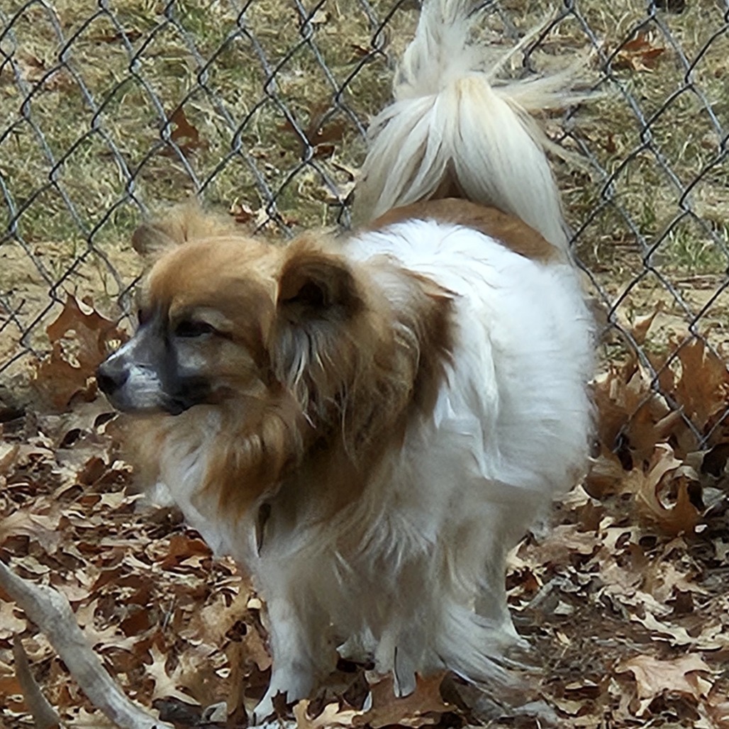Stevie, an adoptable Papillon in Wadena, MN, 56482 | Photo Image 3
